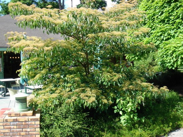 Cornus controversa silhouette STATUE